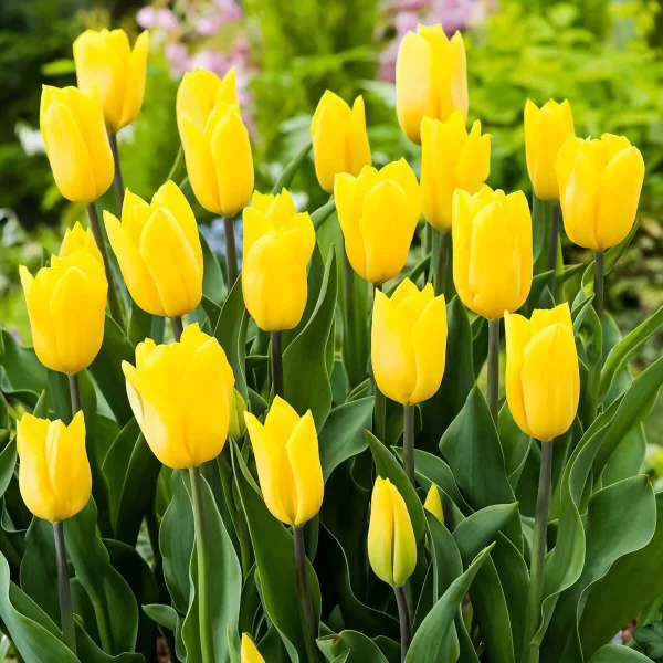 Gele tulp 10 stuks