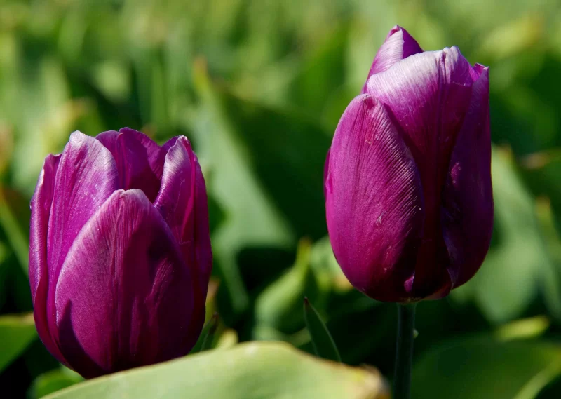 Paarse tulp 25 stuks