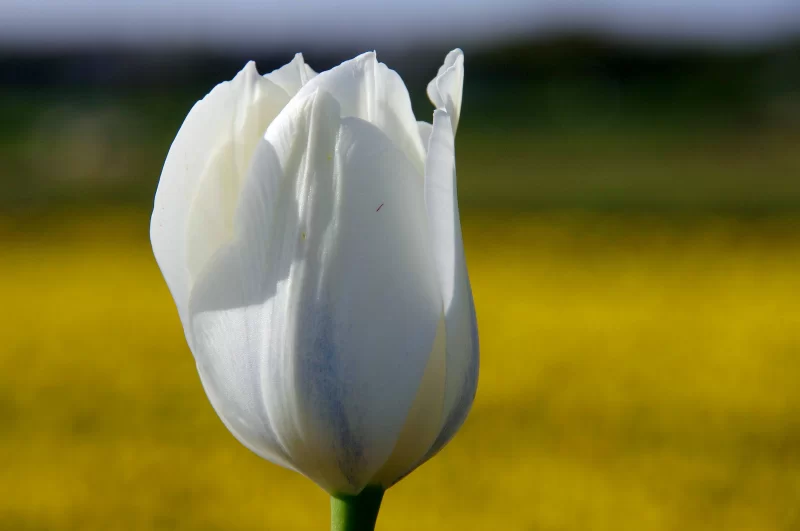 Witte tulp 10 stuks