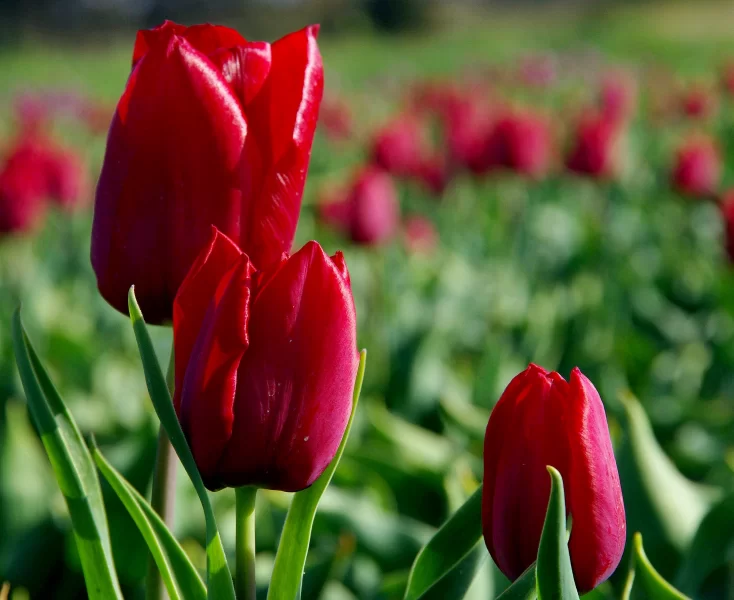 Rode tulp 25 stuks