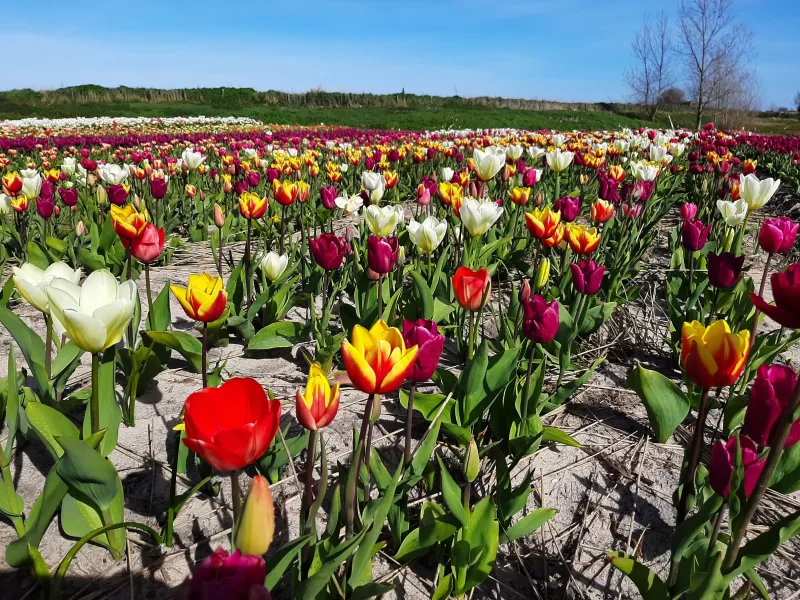 Tulpen MIX 25 stuks