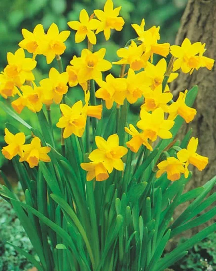 Gele narcisjes 10 stuks