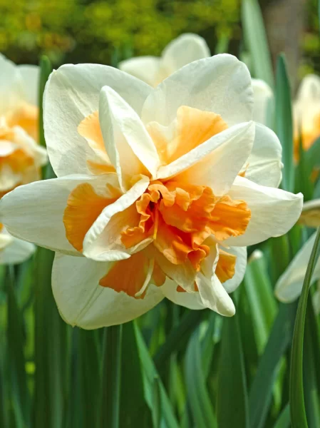 Narcis wit/roze 10 stuks