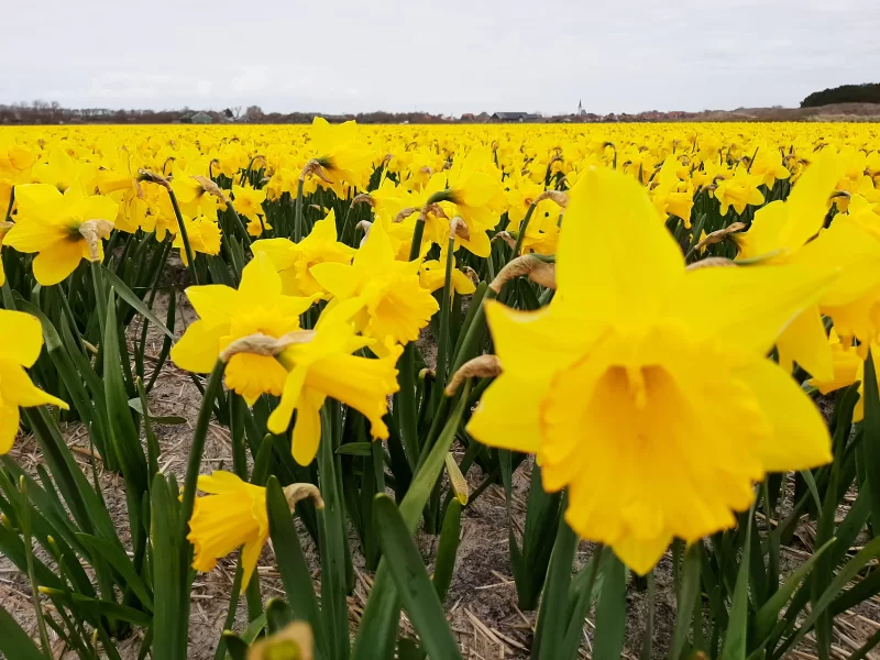 Gele narcis 10 stuks