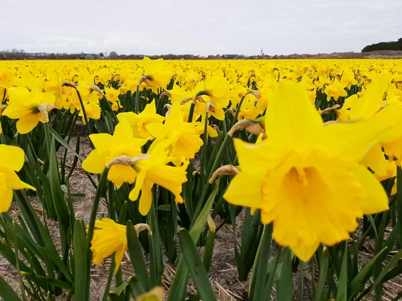 Gele narcis 25 stuks