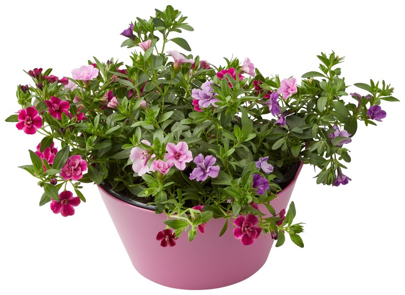 Schaal Festival Colours