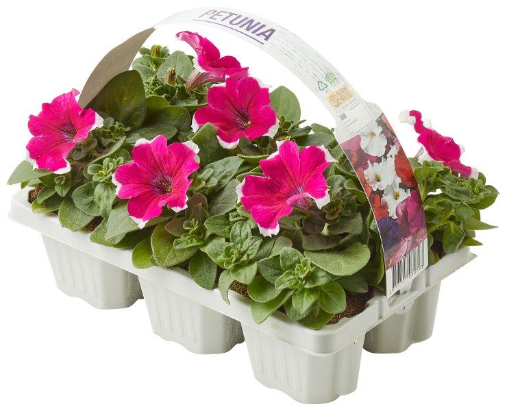 Perkgoed in 6pack - 4 stuks